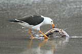 Belcher's Gull